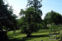 Schafw 20140705 1729969669